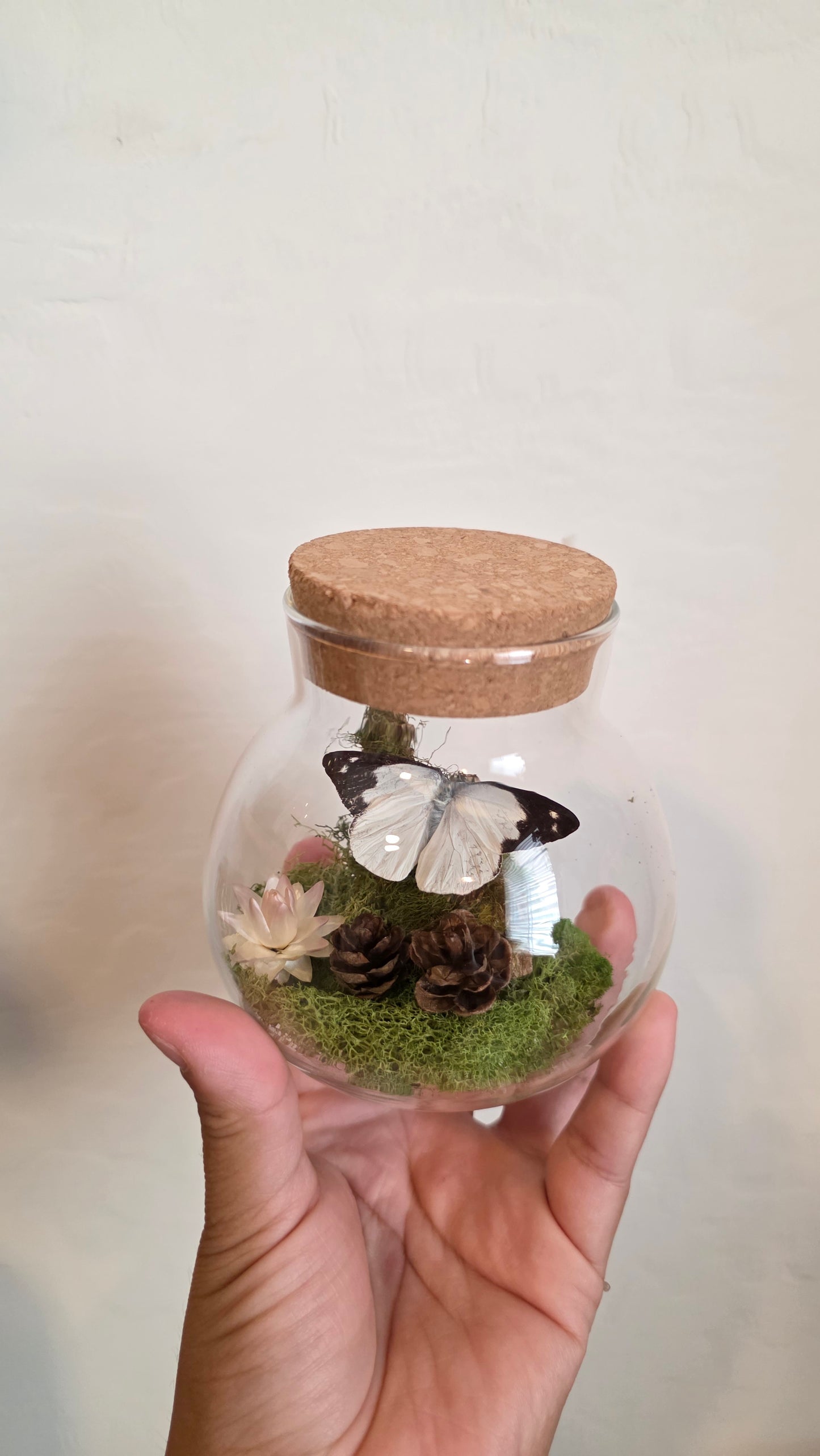 Butterfly Terrarium .2