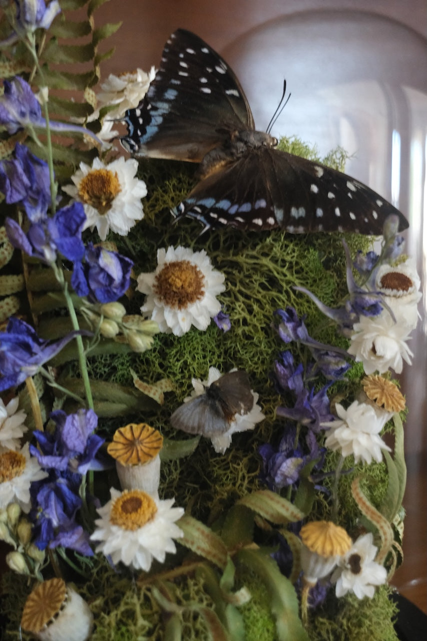 Charaxes etesipe Butterfly Dome