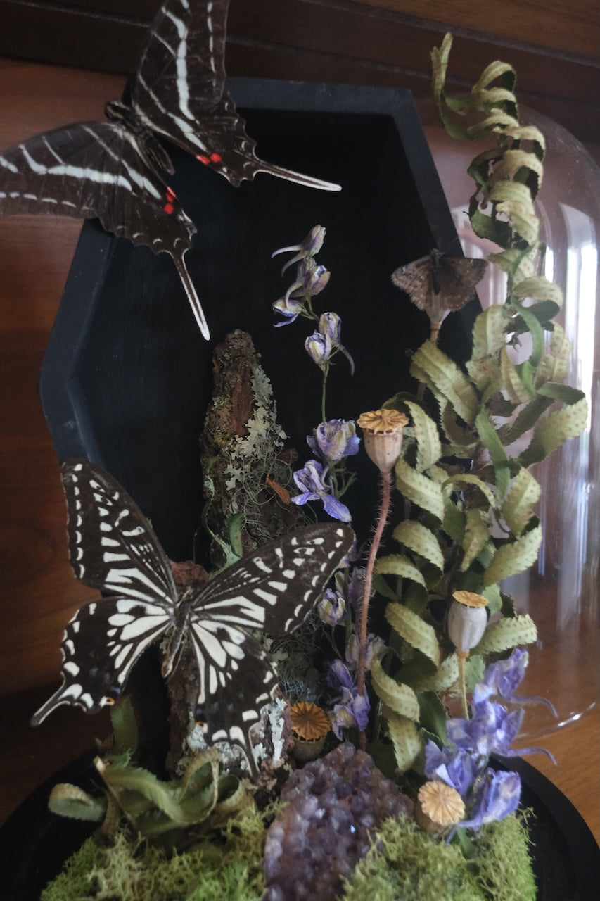 Coffin Butterfly Dome