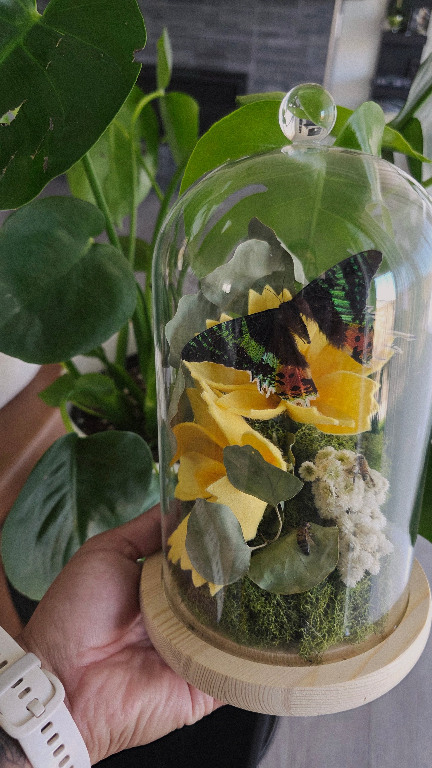 Sunset Moth Cloche