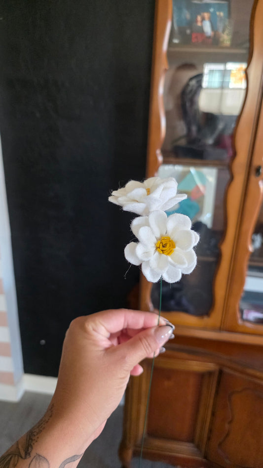 Daisy