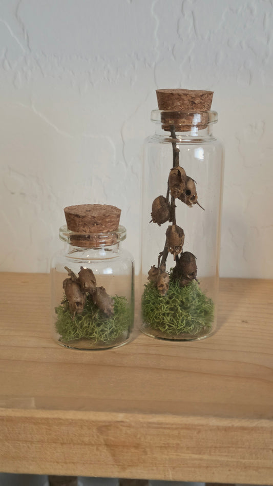 Dried Snapdragon Trinket
