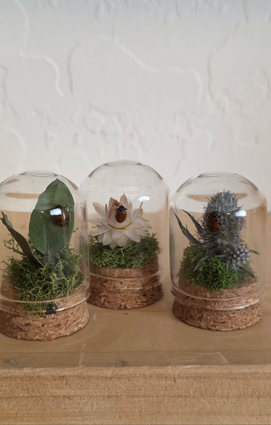 Lady Bug Tiny Dome