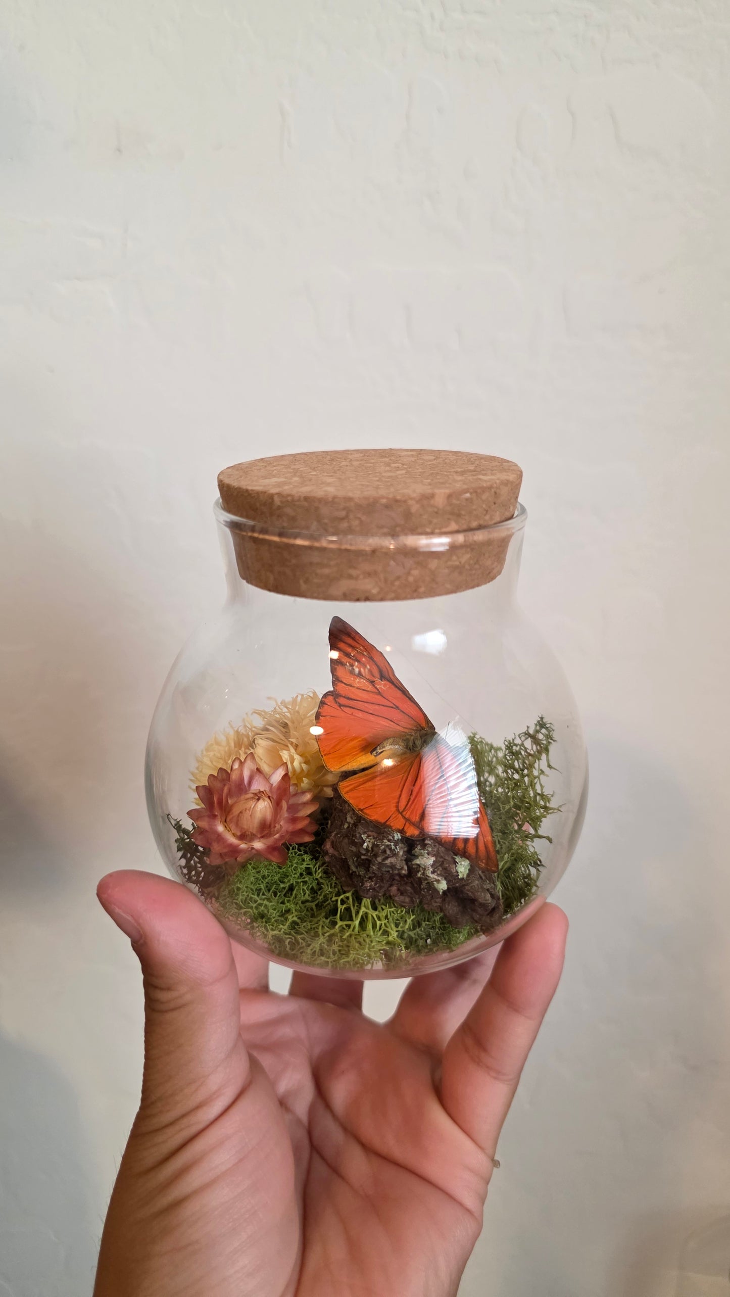 Butterfly Terrarium .1