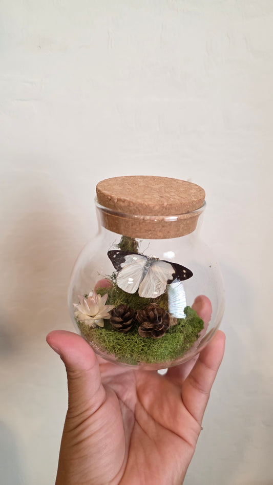 Butterfly Terrarium .2