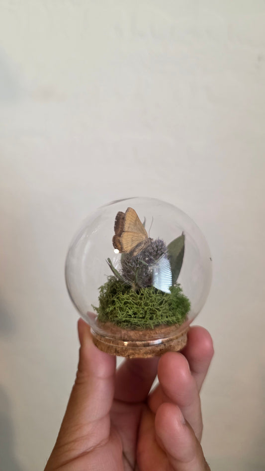 Tiny Butterfly Round Dome.3