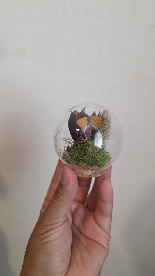 Tiny Butterfly Round Dome.2