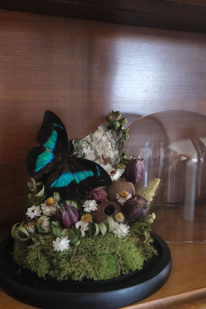 Prepona Butterfly Dome