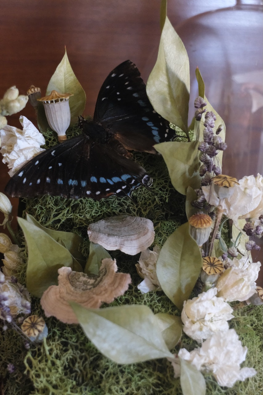 Charaxes etesipe Butterfly Dome (2)