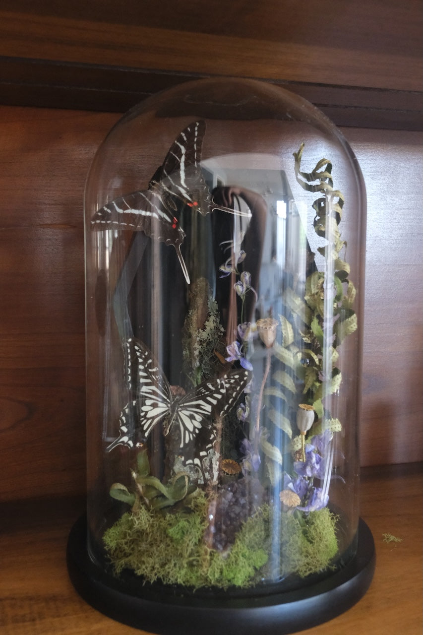 Coffin Butterfly Dome
