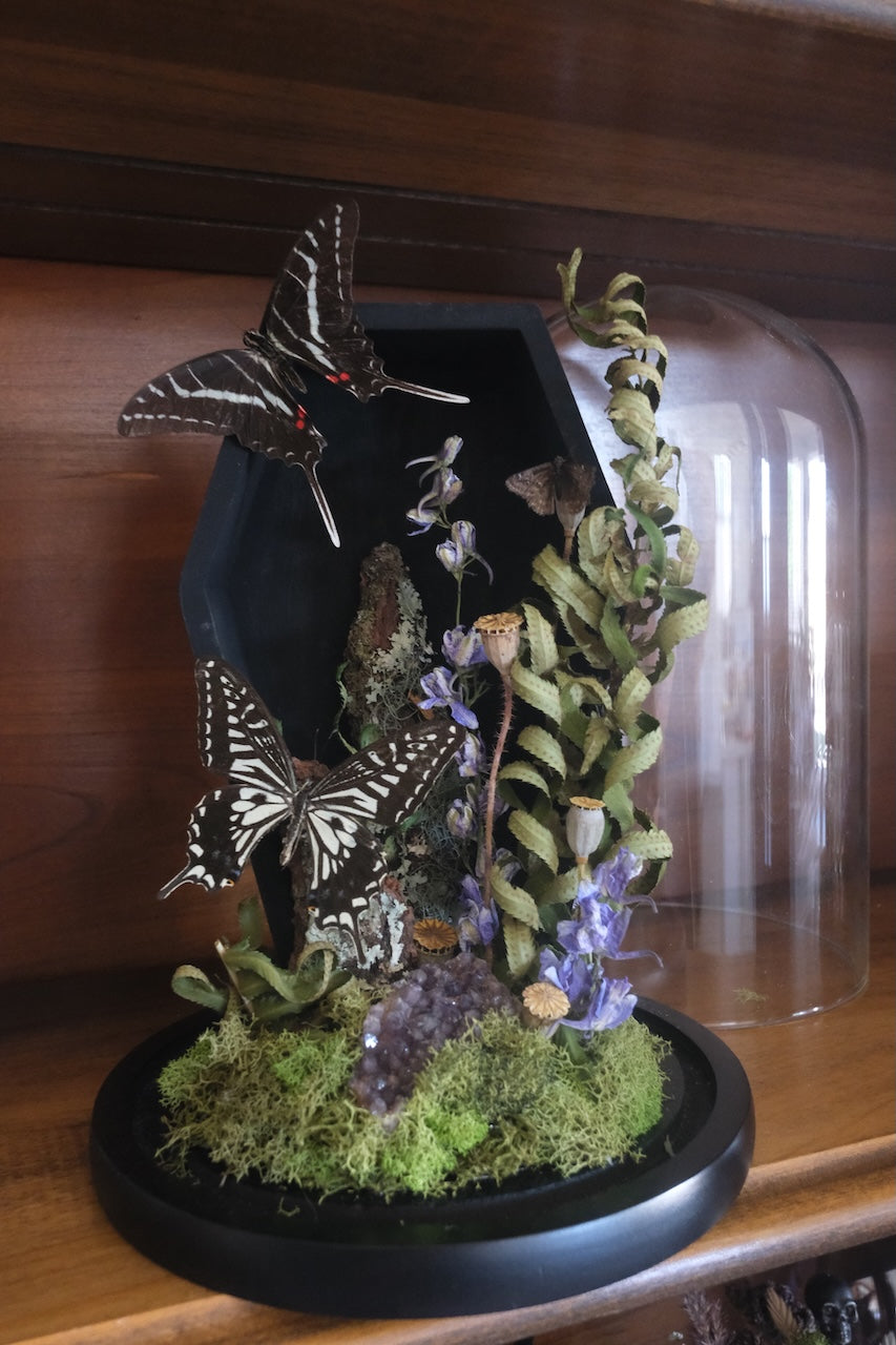 Coffin Butterfly Dome