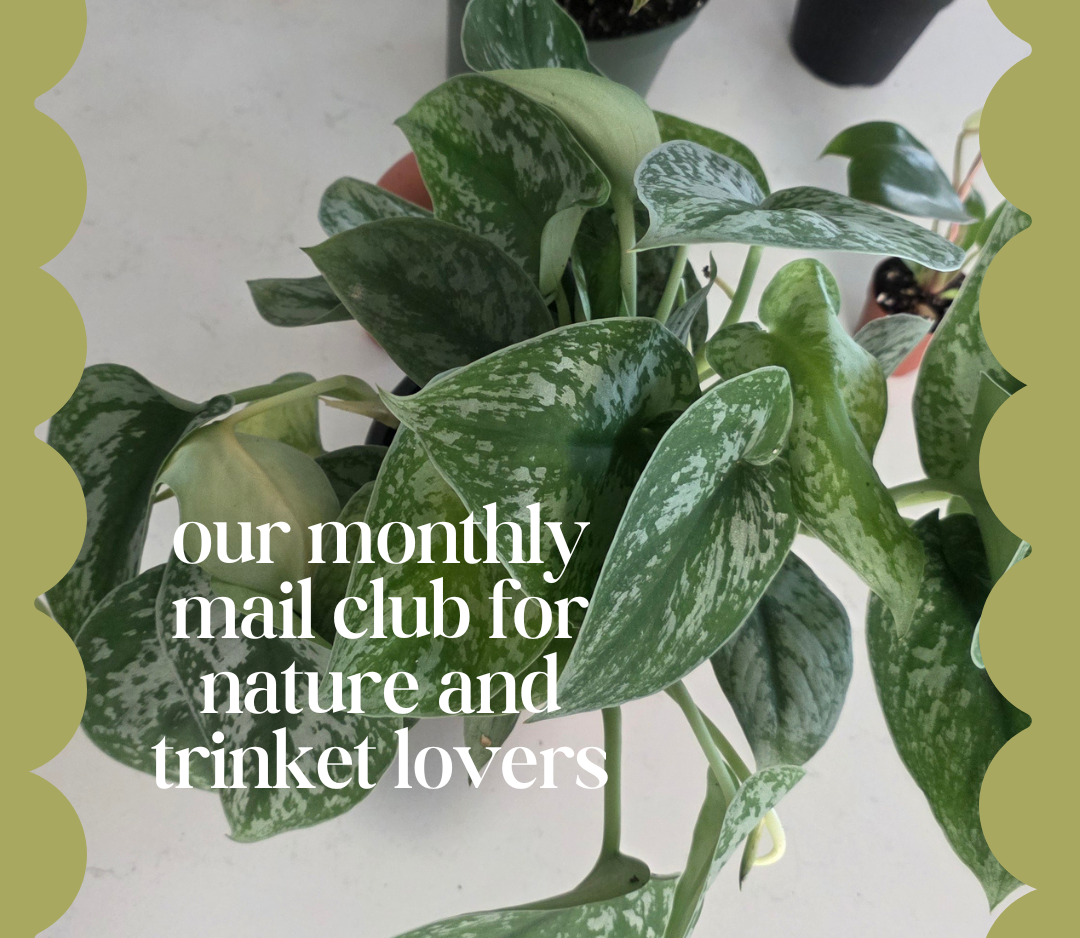 The Flower Post - Mail Club Subscription Opens June 4