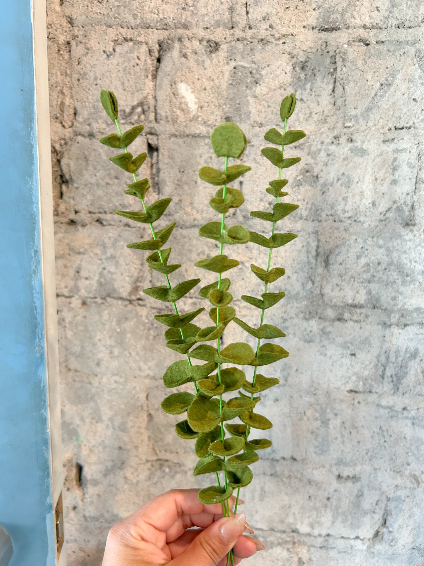 Eucalyptus
