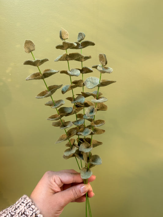 Eucalyptus
