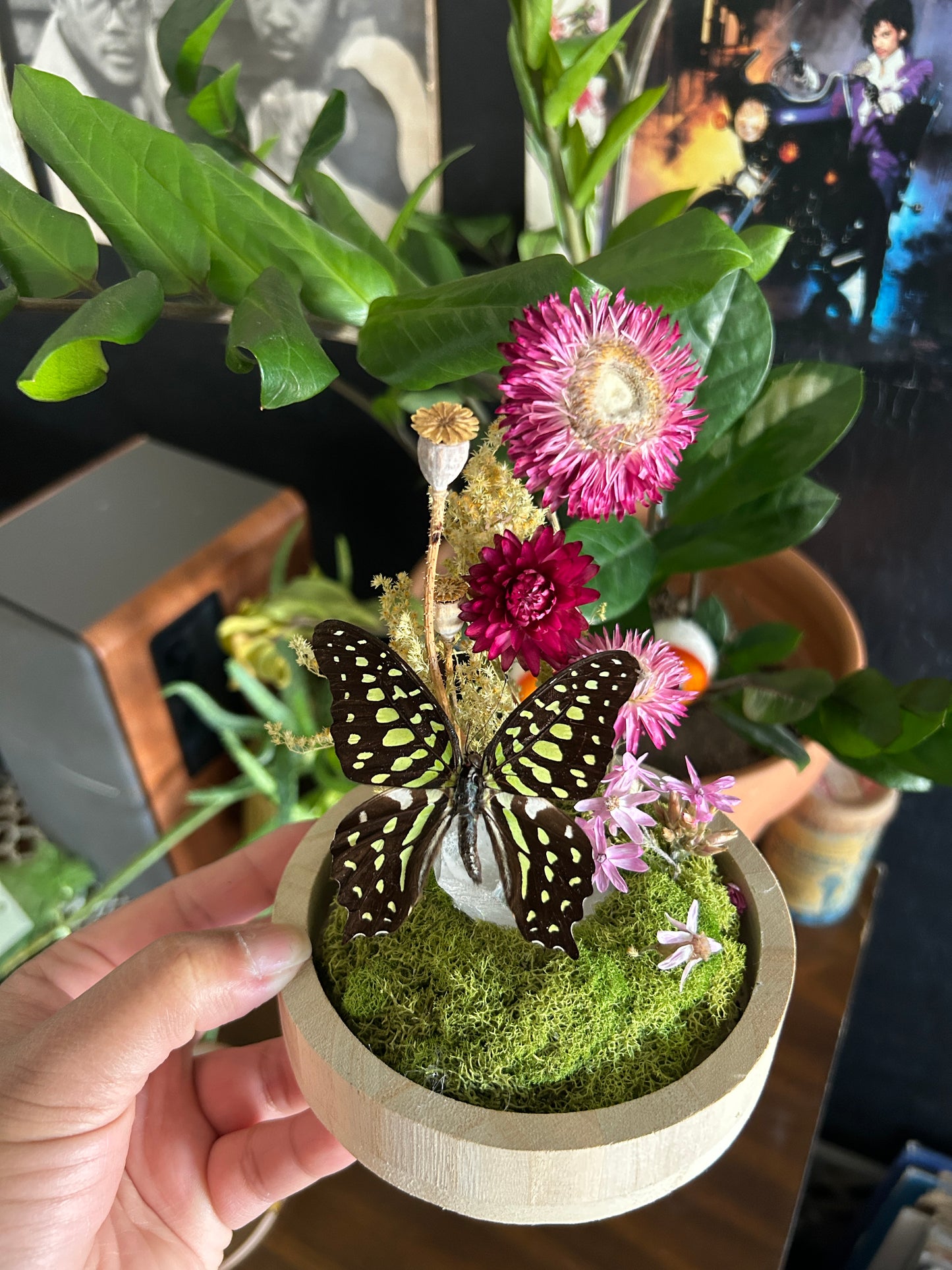 Butterfly Dome Workshop 2/8/26