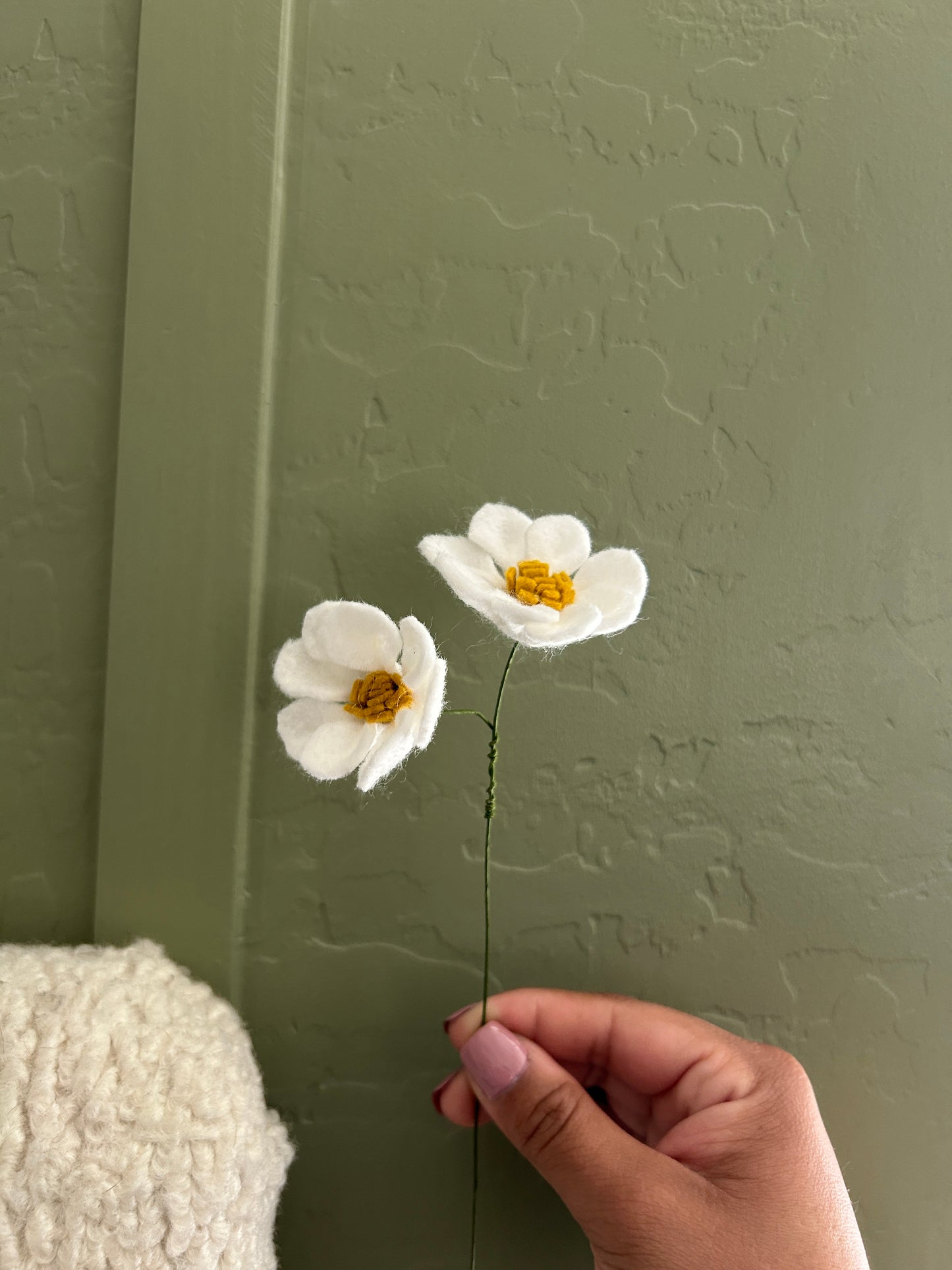 Daisy