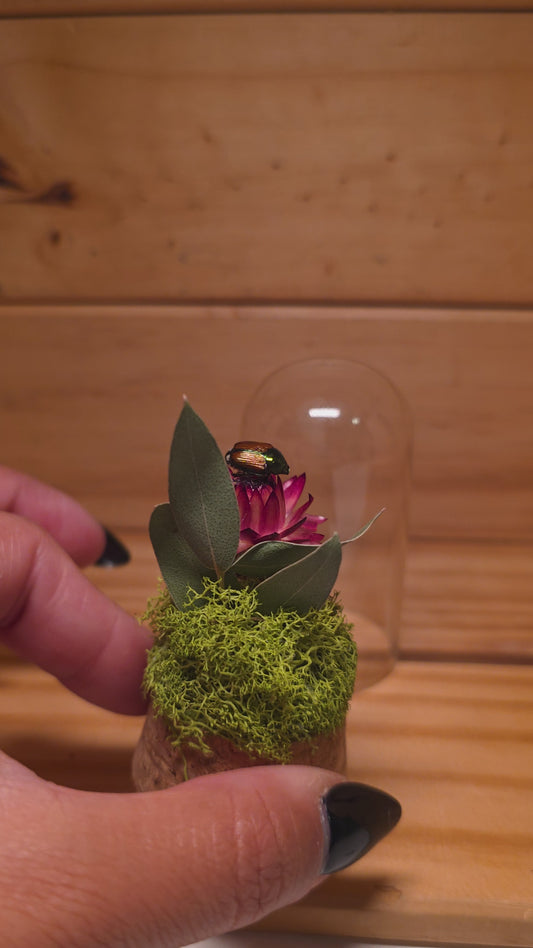 Japanese Beetle Dome .4