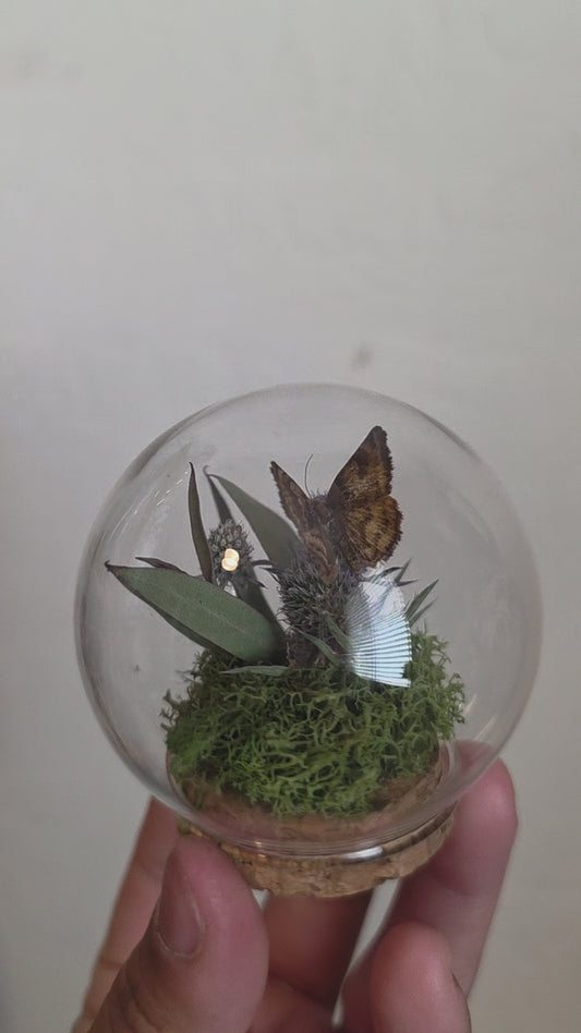Tiny Butterfly Round Dome.3