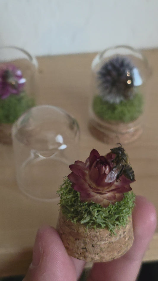 Honey Bee Tiny Dome