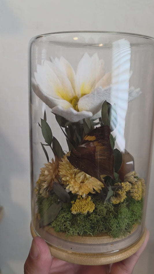 Cosmo Butterfly Dome