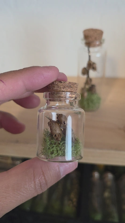 Dried Snapdragon Trinket