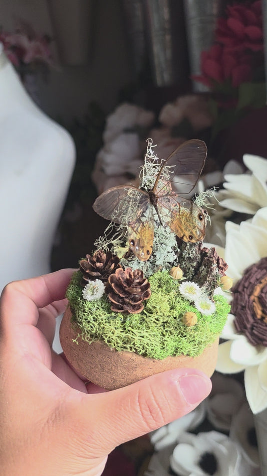 The Fairy Dome