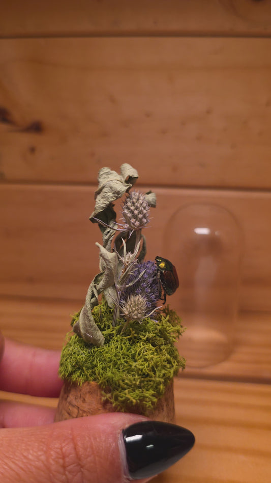 Japanese Beetle Dome .2