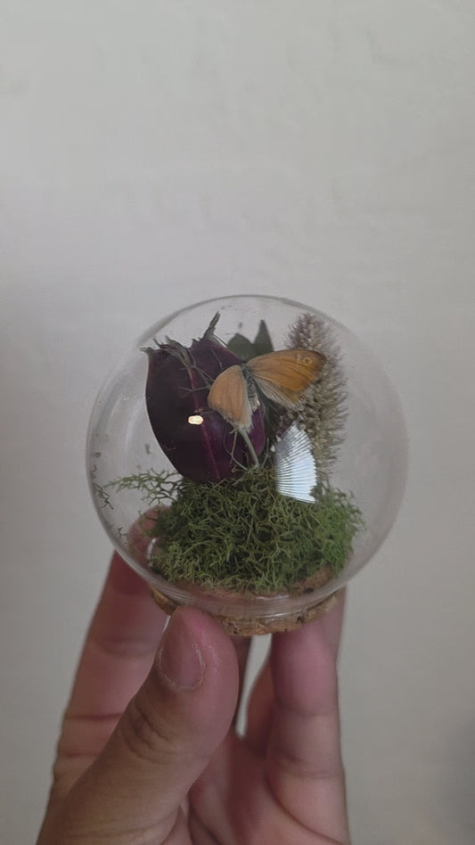 Tiny Butterfly Round Dome.2