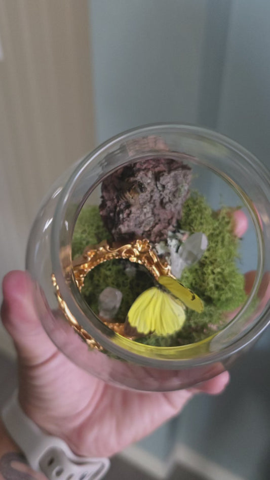 Butterfly Terrarium .3