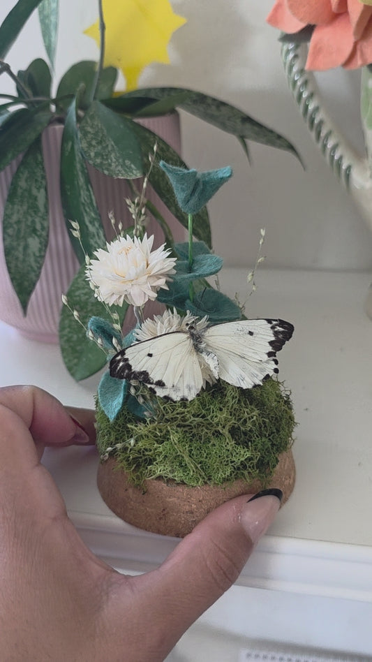 Butterfly Dome. 3