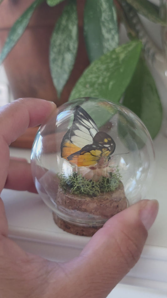 Mini Butterfly Dome .1