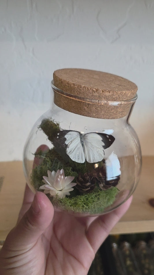 Butterfly Terrarium .2