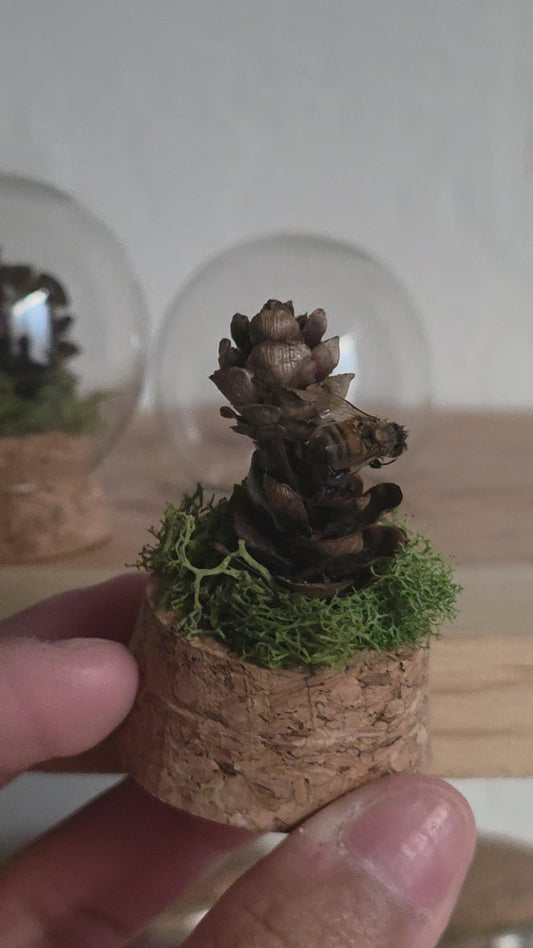 Mini Pinecone Bee Dome