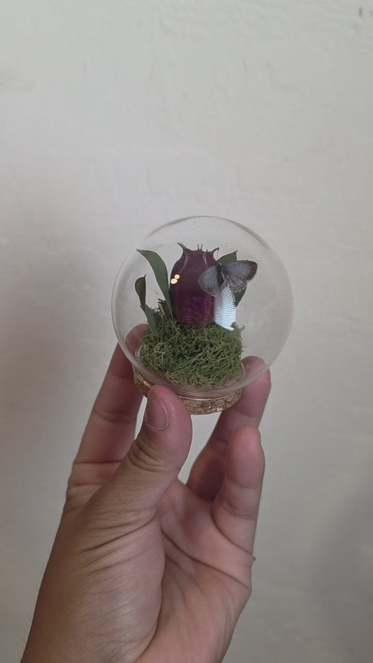 Tiny Butterfly Round Dome.1