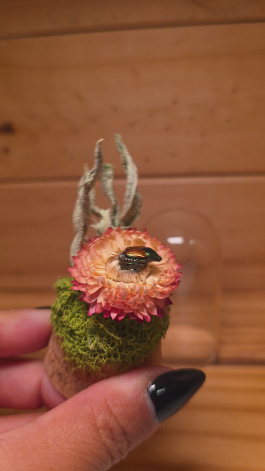 Japanese Beetle Dome .1