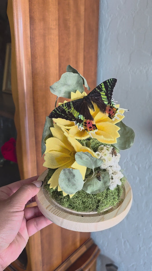 Sunset Moth Cloche
