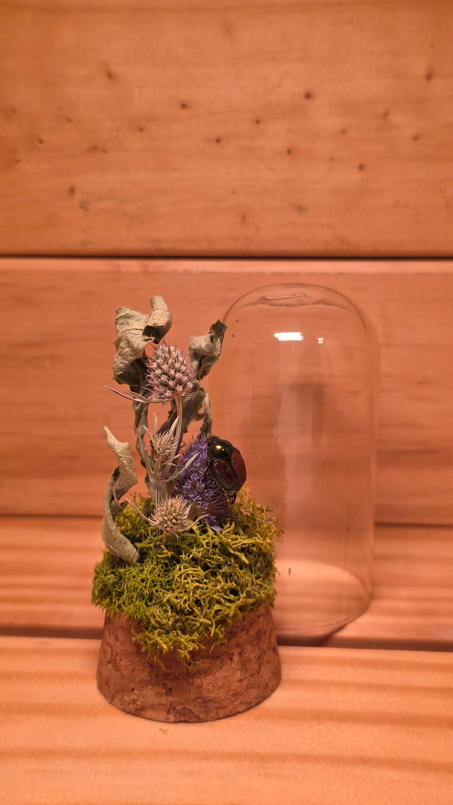 Japanese Beetle Dome .2