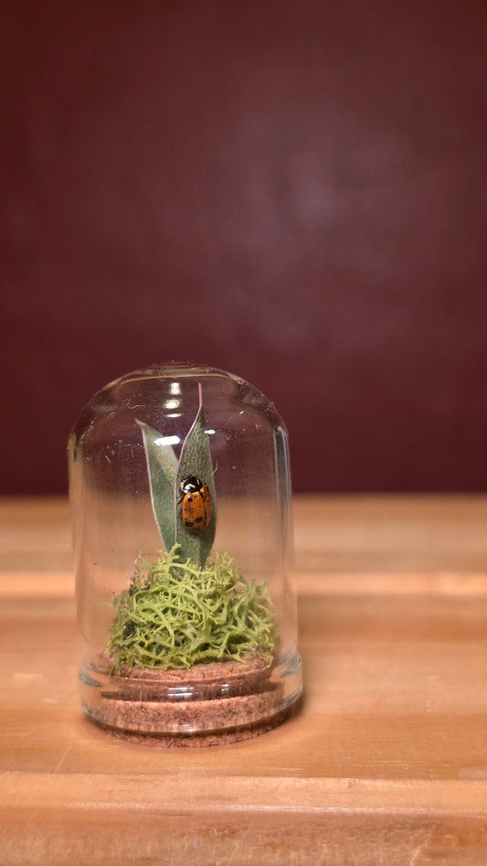 Lady Bug Dome .2