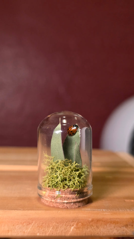 Lady Bug Dome .3