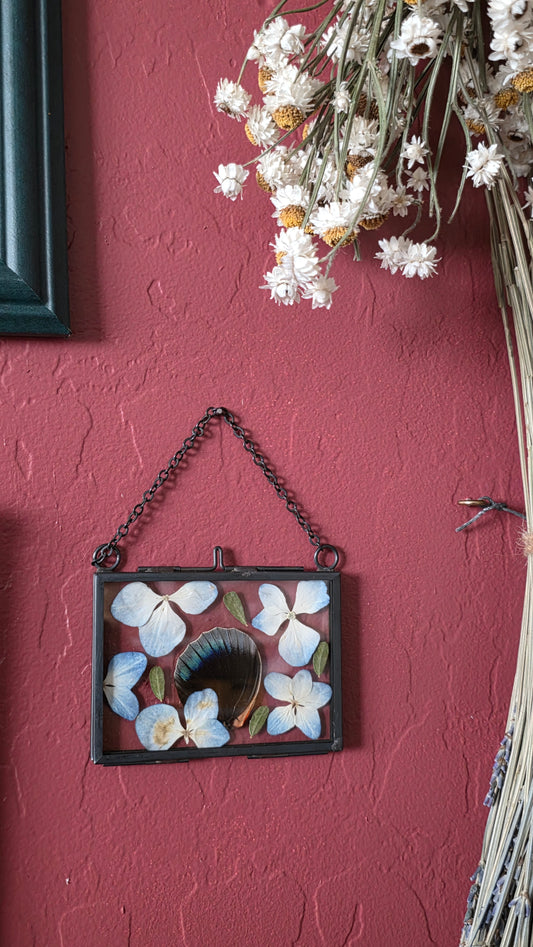 Agrias lachaumei  Wing Frame .1