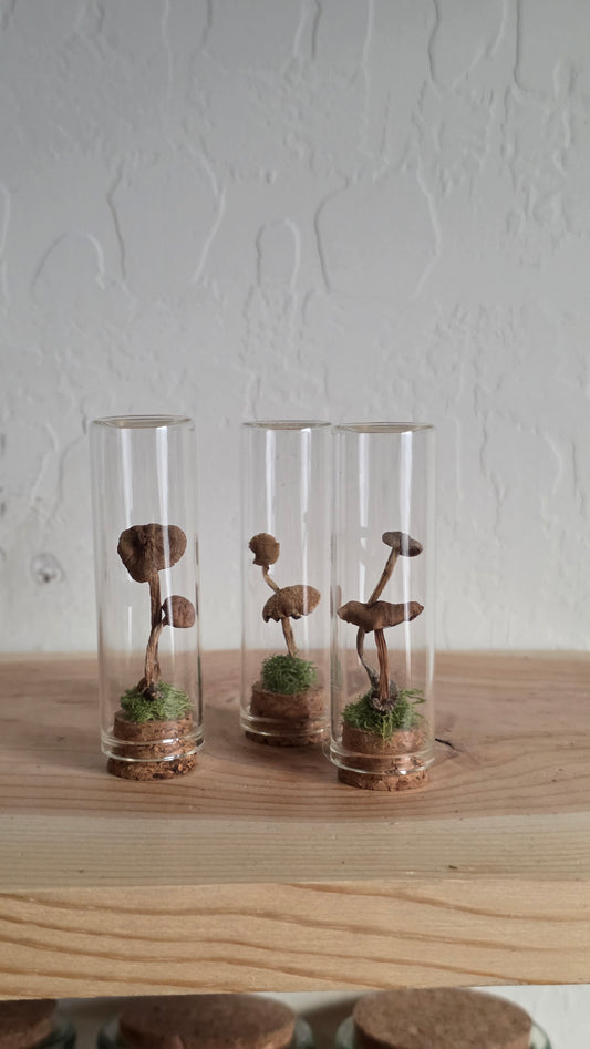 Mushroom Trinket