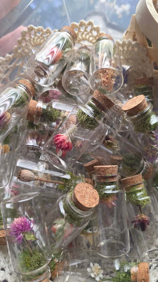 Mystery Tiny Terarrium Box