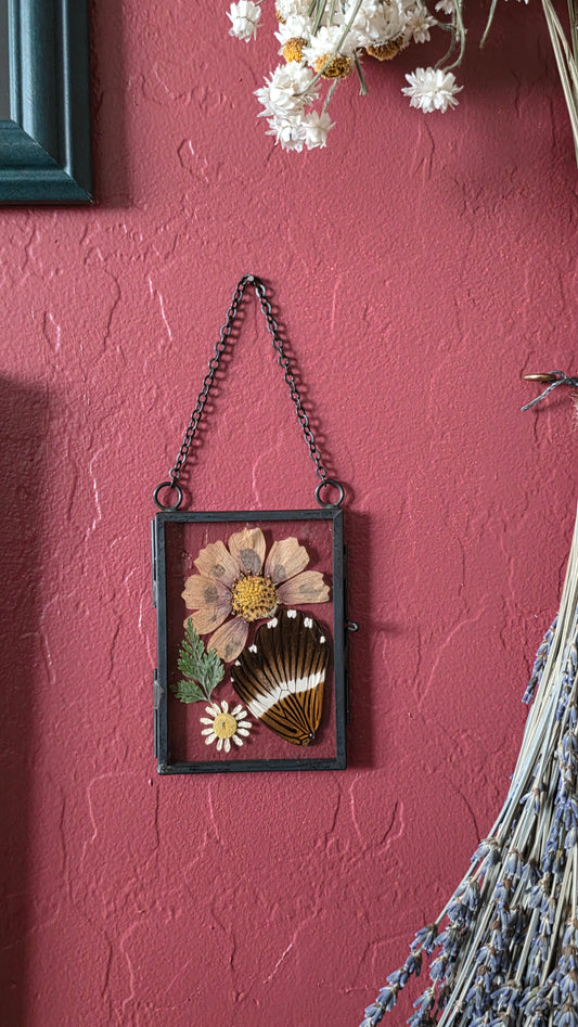 Papilio Swallowtail Wing Frame