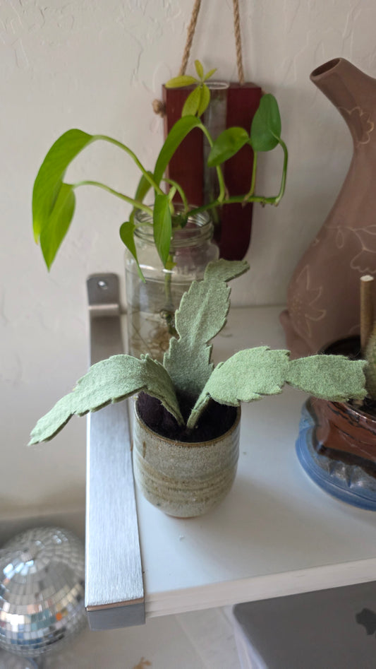 Mini Christmas Cactus .3