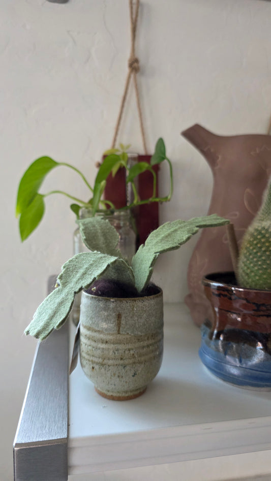 Mini Christmas Cactus .3