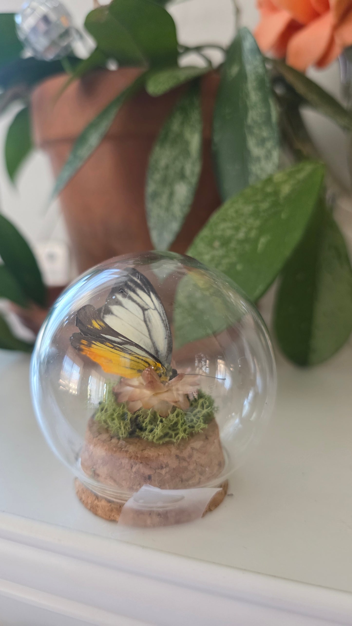 Mini Butterfly Dome .1