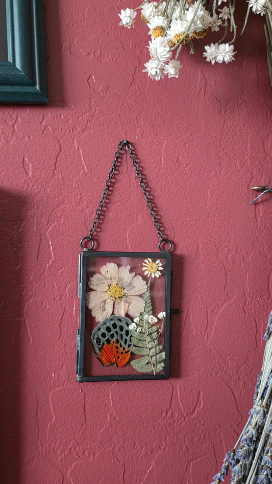 Agrias lachaumei  Wing Frame .2