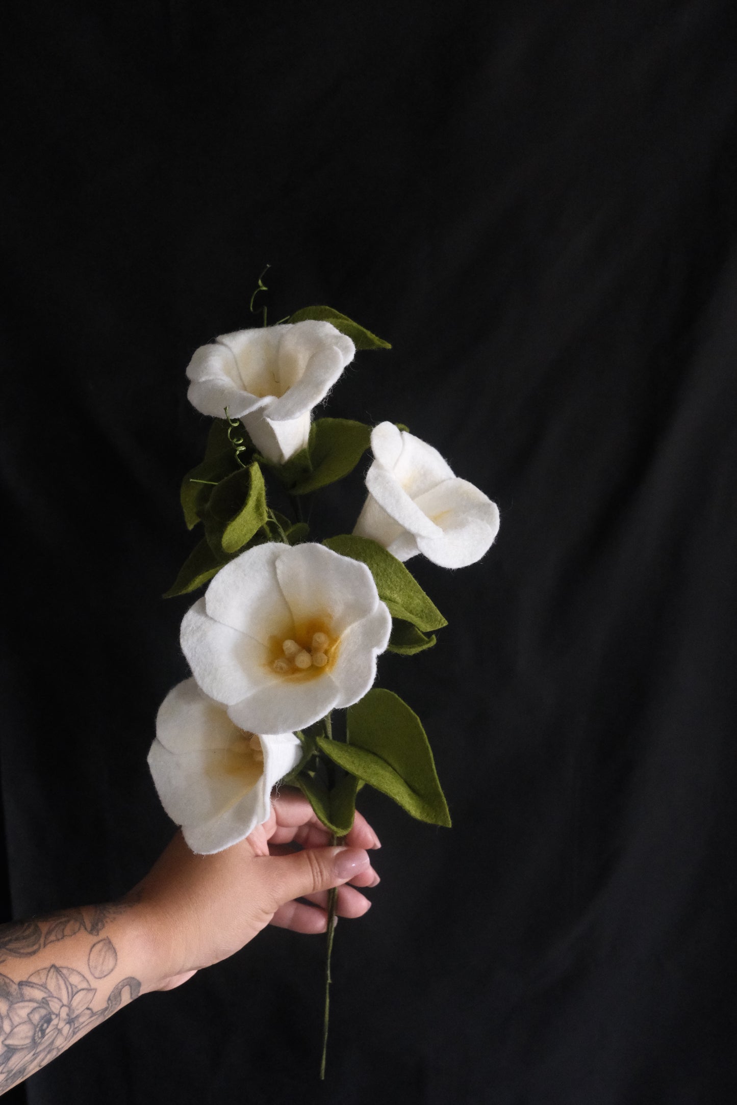 Morning Glory - Flower