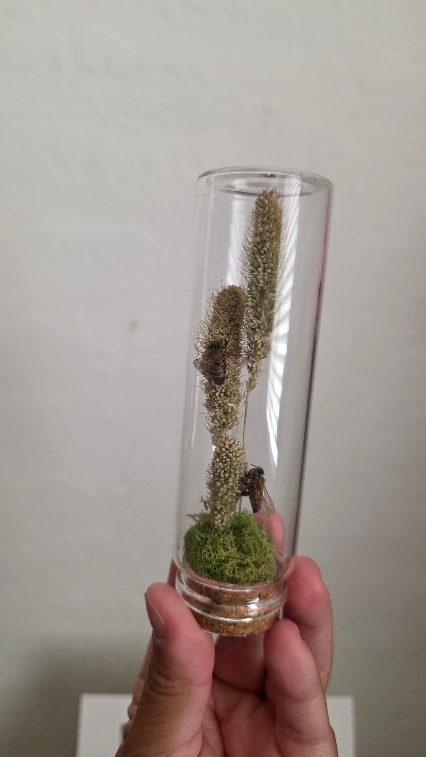 Bee Dome