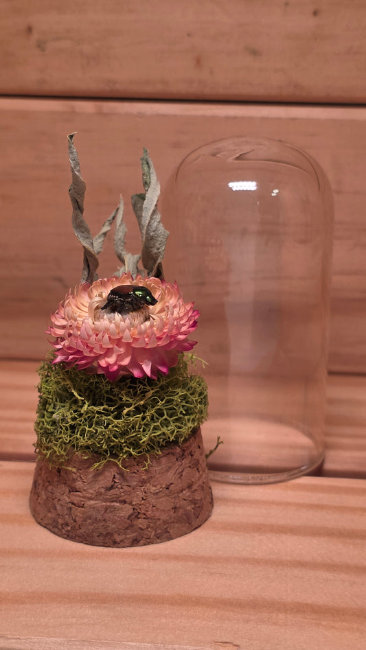 Japanese Beetle Dome .1